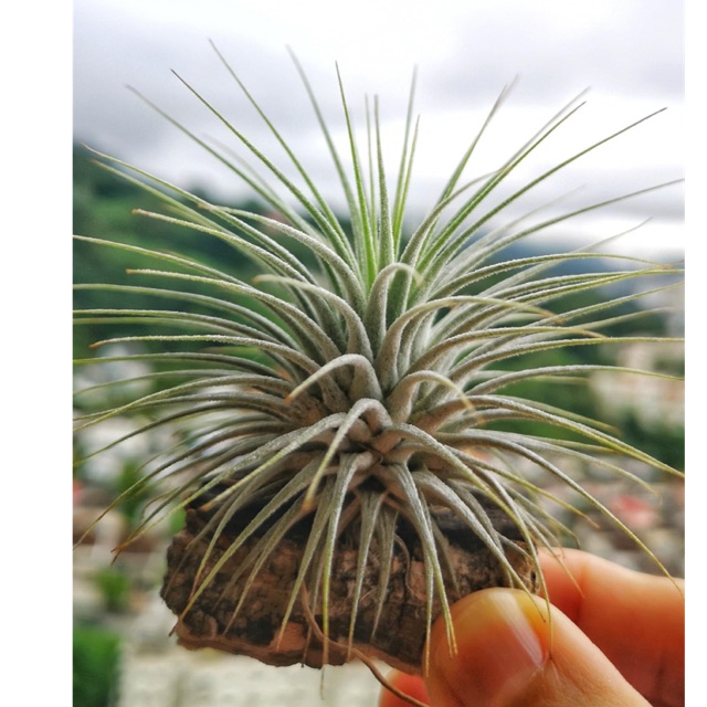 Cây Không Khí Kim Yến