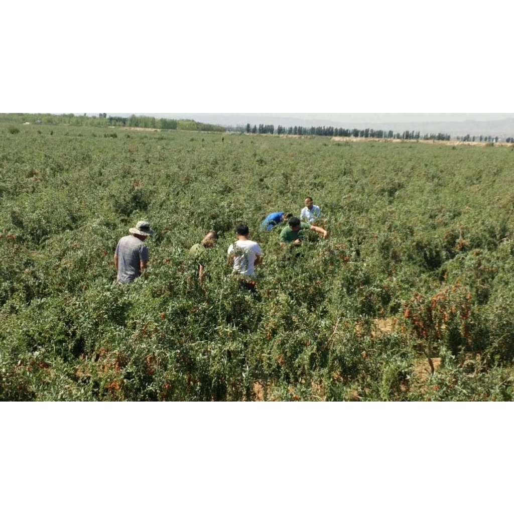 Kỉ Tử/Kỷ tử Hữu Cơ Green Nature 200g ( Organic Goji Berries ) - Date: 11/2023 - Nhà Hữu Cơ
