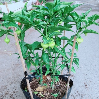 Ớt kiểng biquinho độc lạ ăn được