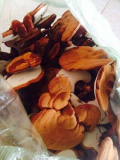 Cám gạo linh chi