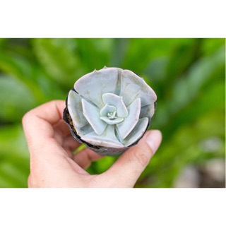 Sen đá đất hồng 5-7cm - Vườn sen đá