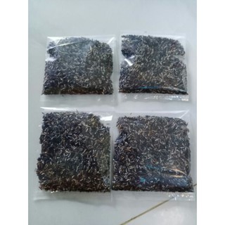 Gói 700 hạt giống đuôi chuột