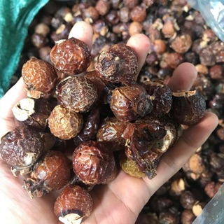 Quả bồ hòn tách hạt 1kg