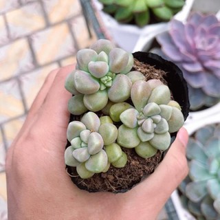 Sen Kim Tuyến Mập 1 bọc 3 cây | Xuất xứ Đà Lạt | Dễ trồng dễ chăm