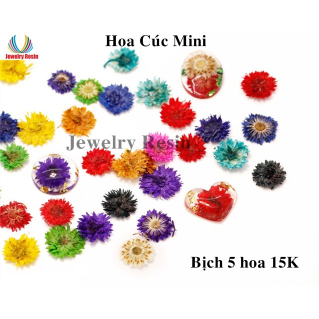 Hoa Cúc Mini