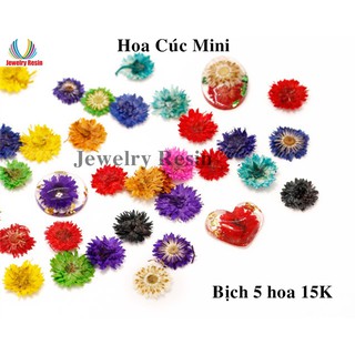 Hoa cúc mini