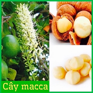 Cây macca ghép cao 80 - 90 cm hạt rất bổ dưỡng.