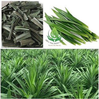 Lá dứa (lá nếp) sấy khô 50g