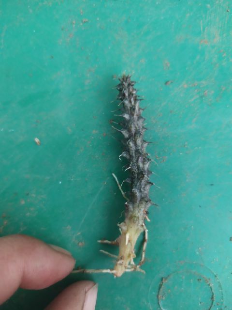 Xương rồng sao biển 6