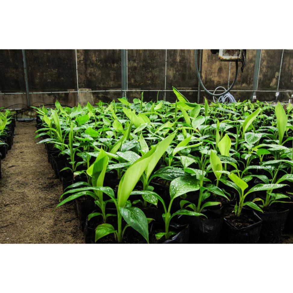 Sản phẩm Cây giống CHUỐI TIÊU HỒNG ngọt thơm - hàng cây giống CHUẨN F1 + Tặng  phân hữu cơ cao cấp
