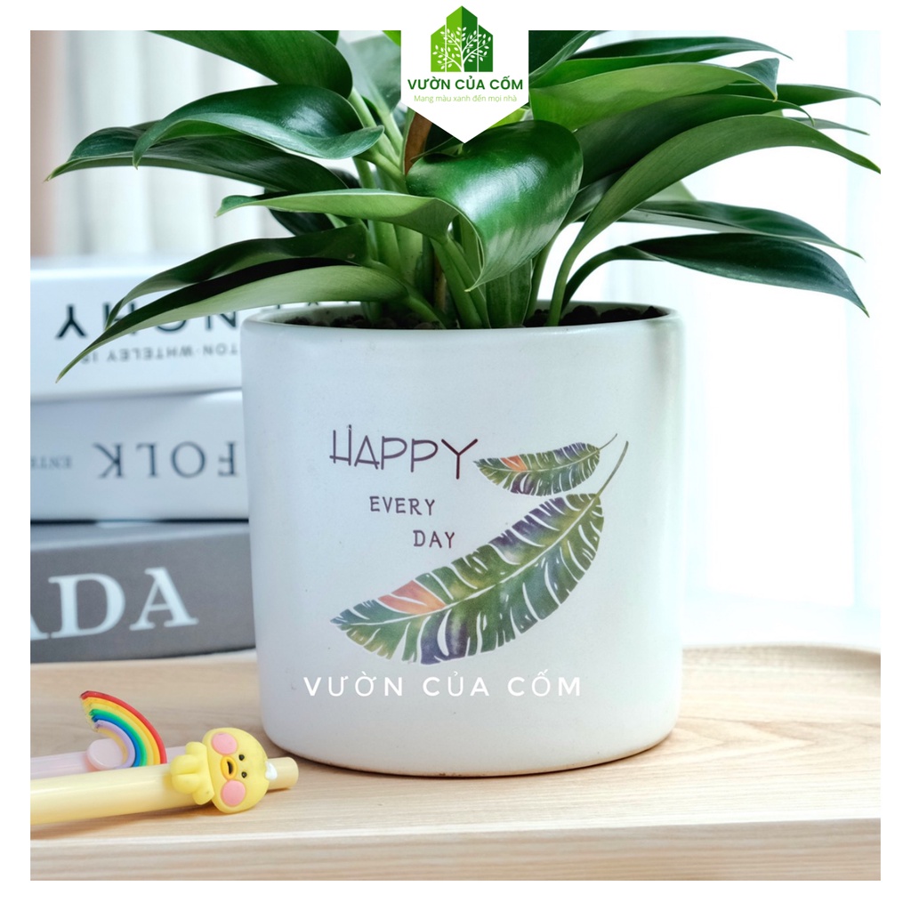 Cây Trầu Bà Đế Vương Xanh cây phong thủy để bàn  mang tài lộc , may mắn cho gia chủ