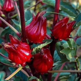 Hạt giống hoa atiso đỏ Thái Lan