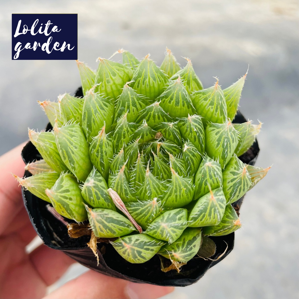 Sen đá dạ quang Đà Lạt size bé cây cảnh trang trí nhà cửa Lolita garden