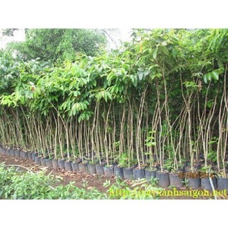 Cây bằng lăng tím, cây lớn cam kết chuẩn giống
