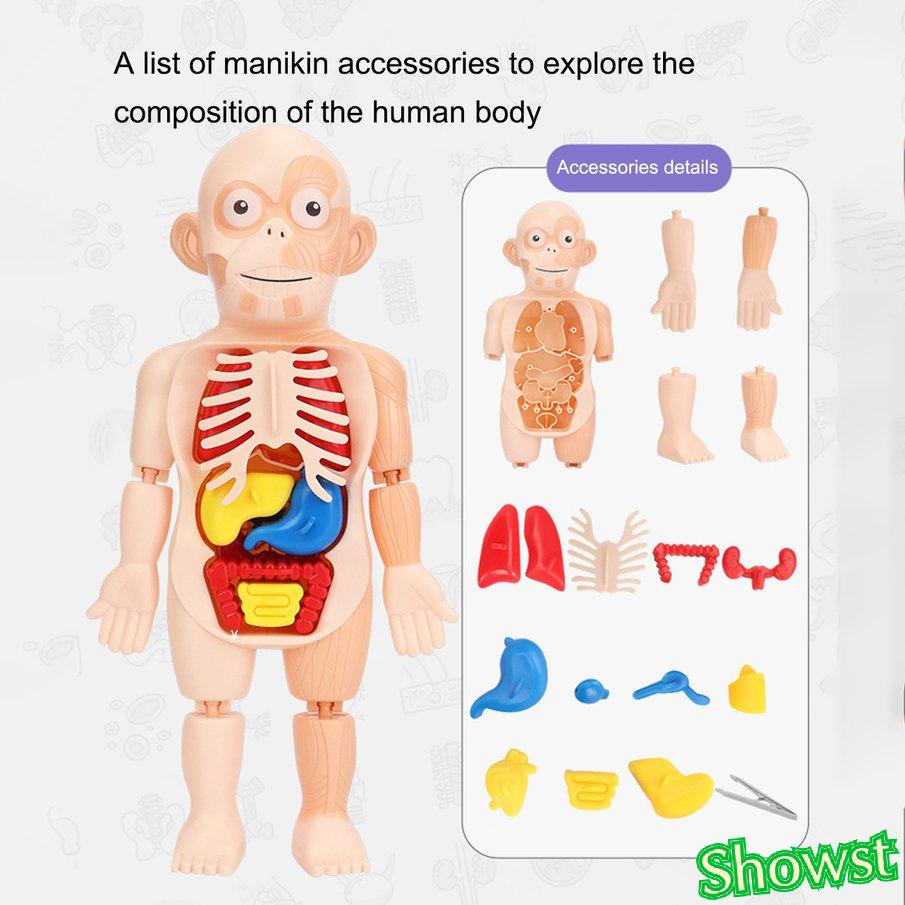 Bộ đồ chơi lắp ráp mô hình cơ thể người 3D cho bé