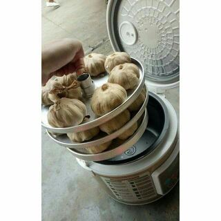 Máy làm tỏi đen Berylpop BL-1668