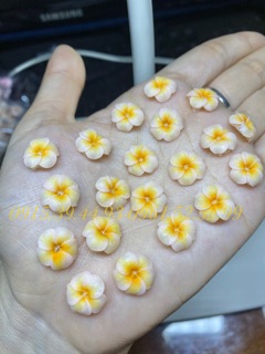Hoa đậu ombre ( chọn đúng màu theo phân loại )