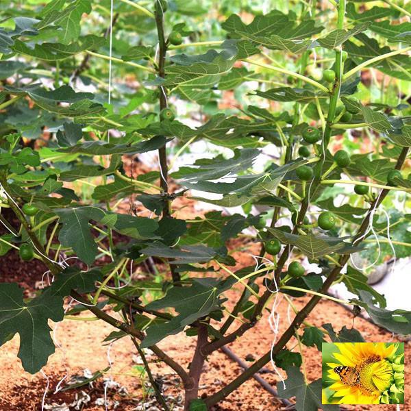 Hạt giống Sung Mỹ