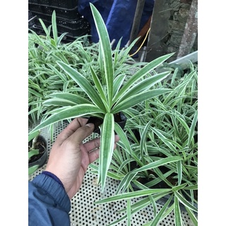 cây cỏ lan chi, cây cỏ chỉ