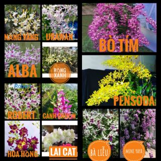 Combo 12 loại denro nắng