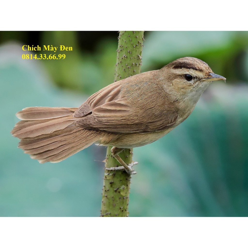 Cám Chim Di Cư BIRDFOODS