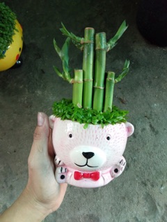 TRÚC PHÁT TÀI PHỐI CỎ MAI MẮN