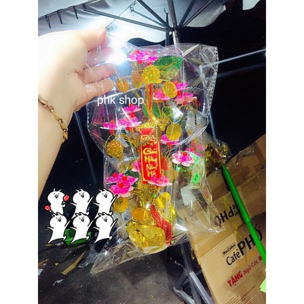 cây hoa kim tiền lá kim sa 25cm phk shop