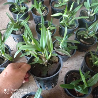 lan dendro yaya hoa tết
