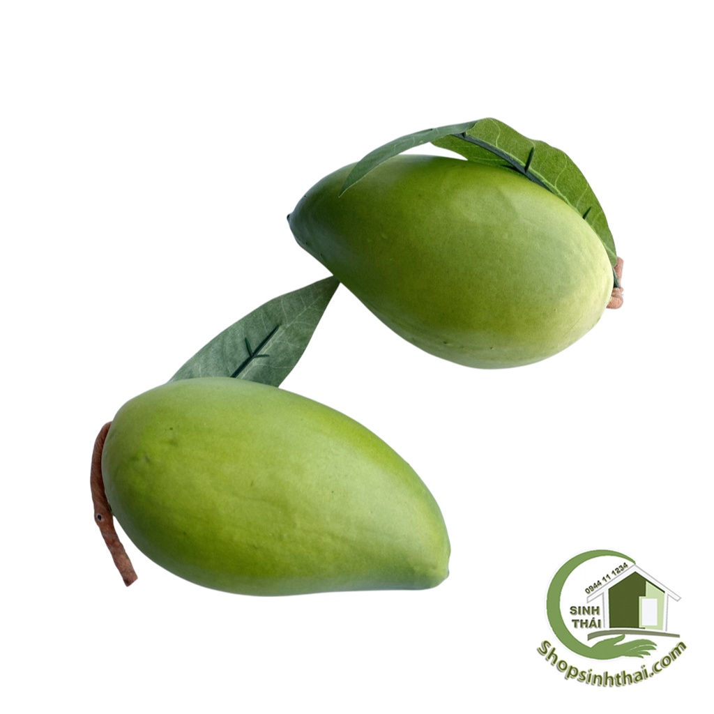 Trái xoài xanh nhỏ - quả xoài giả cao cấp