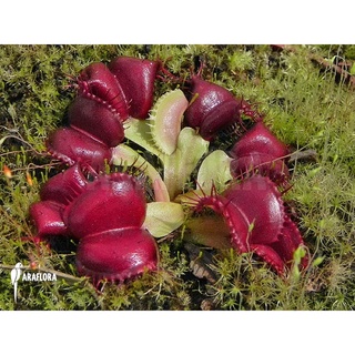 Cây bẫy kẹp galaxy, venus flytrap galaxy