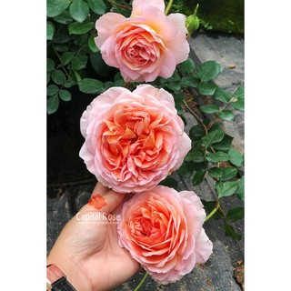Cây hoa hồng leo Abraham