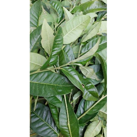 Trà xanh lâm đồng 500g