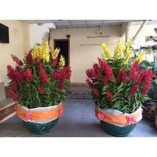 Combo 5 cây - Lan mokara đang có vòi hoa ( màu đỏ)