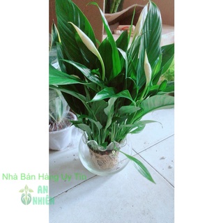 Chậu Cây Lan Ý Thủy Sinh