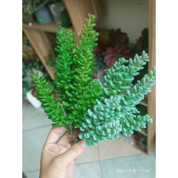 Sen đá giả cành dài 6 nhánh - 12 nhánh - trang trí nhà cửa