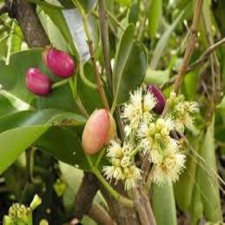 CÂY GIỐNG LÁ VỐI NẾP