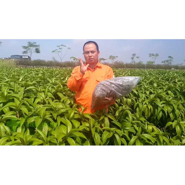 Lá Xăng Sê – Hỗ trợ giảm ợ hơi, ợ chua trong dạ dày