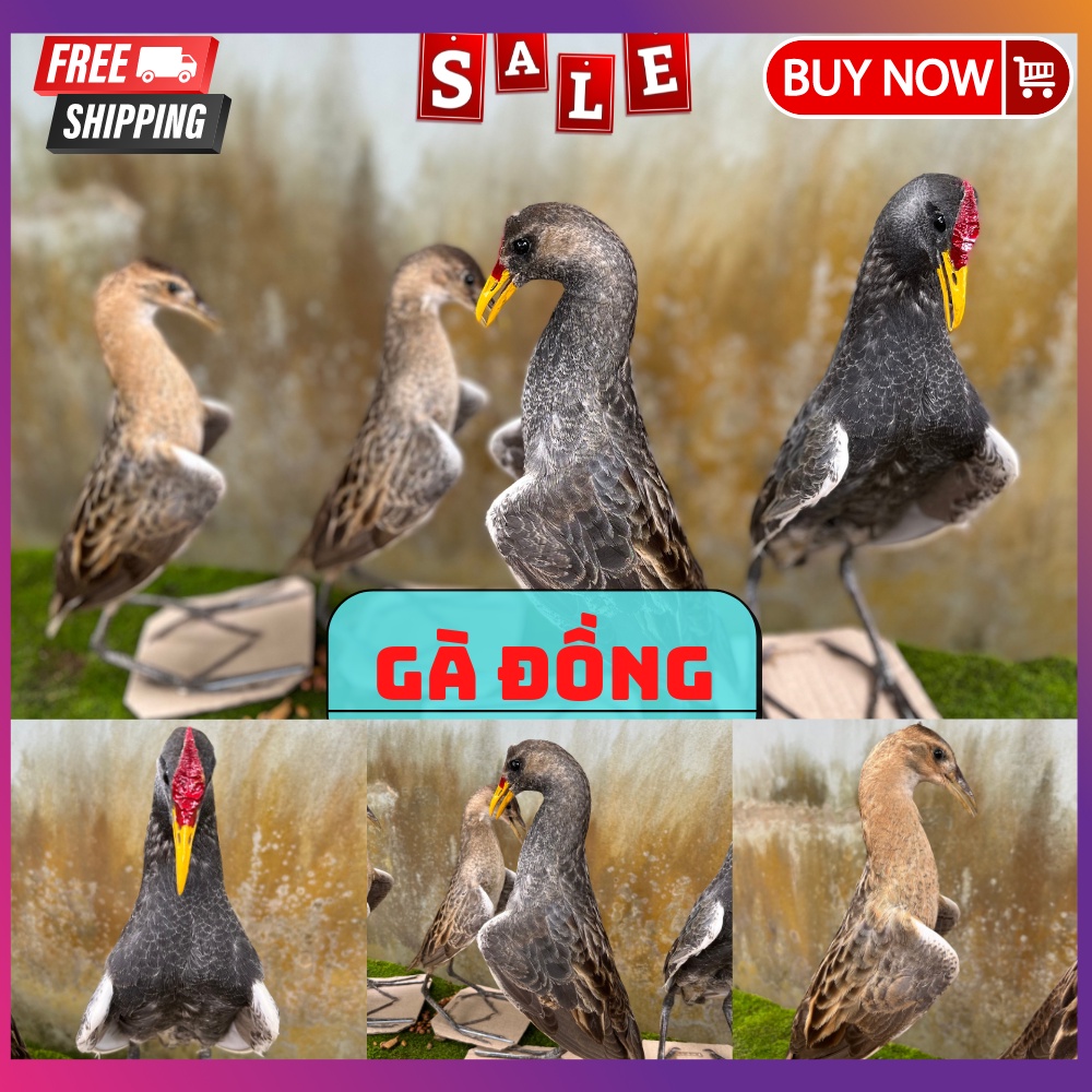 1 con cúm núm, gà đồng giả nhồi keo chất lượng giá rẻ nhất 2021 hàng chuẩn
