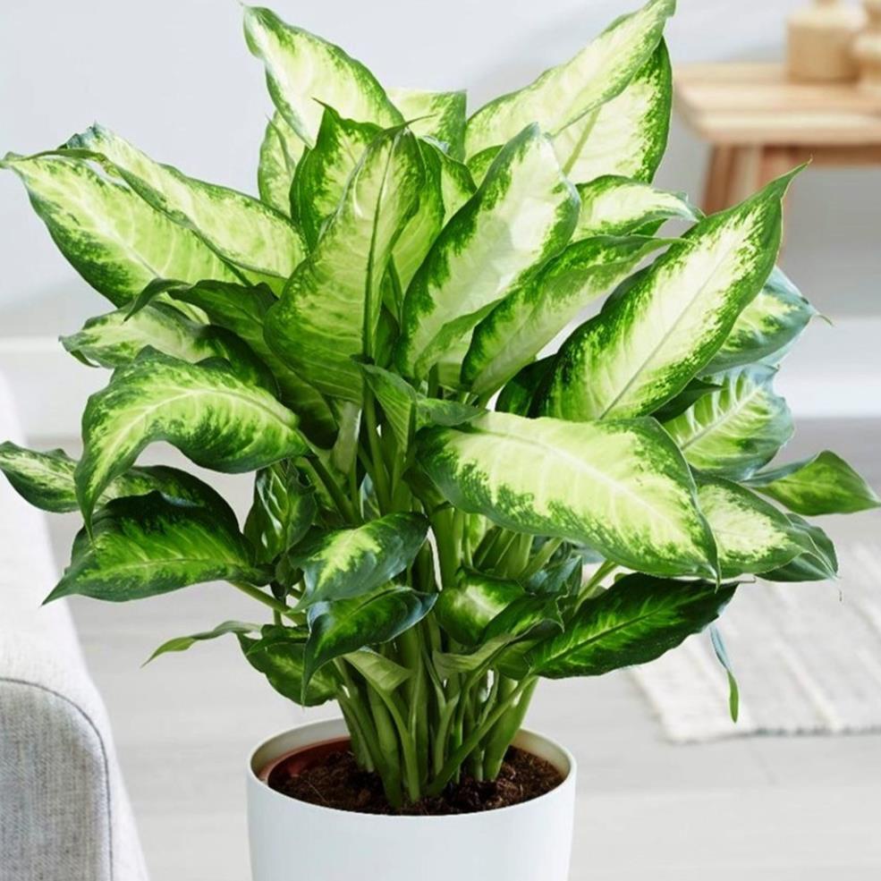 Phân Bón NPK MINRO 30-9-9 (1KG) Phát triển thân lá cành