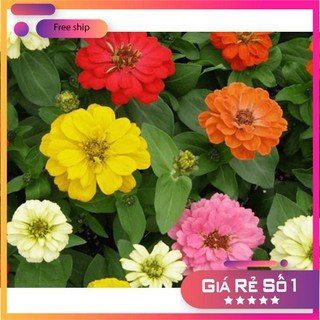 Hạt giống hoa cúc lá nhám cao cây - 50 hạt LUCKY.VN