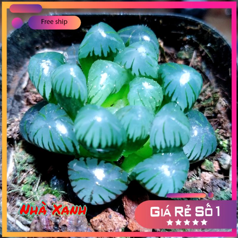 Sen Kim cương ngọc tròn xước - Haworthia cooperi