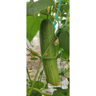 Dung dịch hữu cơ thế hệ mới