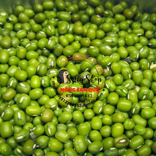 500gr Đậu Xanh Nguyên Hạt SallyFood Hữu Cơ Làm Giá Đỗ, Nấu Chè Xôi Hột  Đỗ Xanh Còn Vỏ Sạch - Shop Nông Sản  Quê