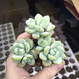 Sen đá Sỏi Thiên Thanh size vĩ - sen đá Đà Lạt giá rẻ