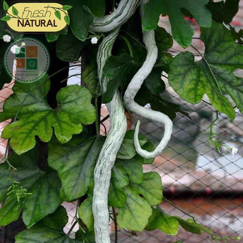 Hạt giống mướp rồng( rắn) Nhật Bản, lặc lè (lặc lày) dài siêu trái
