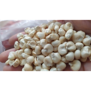 Ngô nếp khô chưa bung