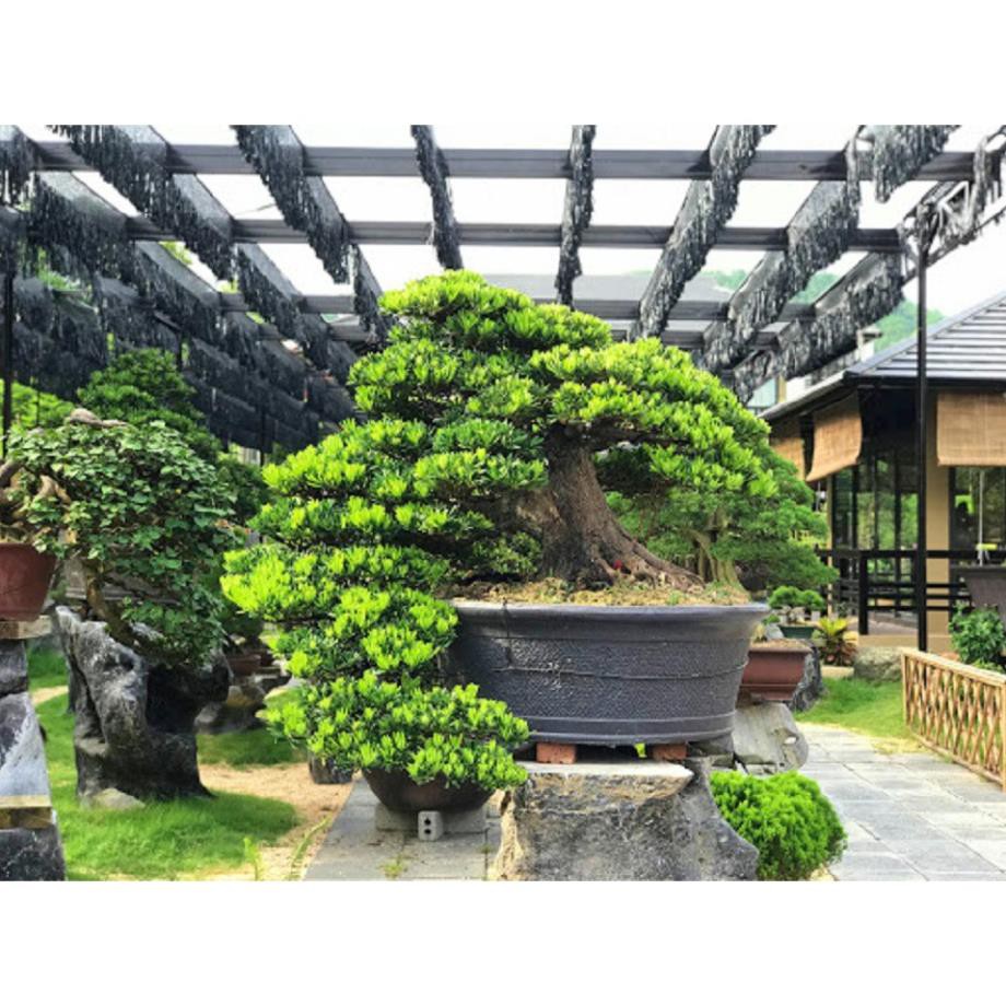 CÂY GIỐNG CÂY VẠN NIÊN TÙNG KIM CƯƠNG BONSAI TRƯỜNG THỌ , cam kết uy tín chất lượng