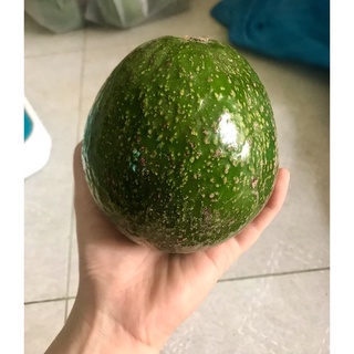 Bơ Đà Lạt - Lâm Đồng
