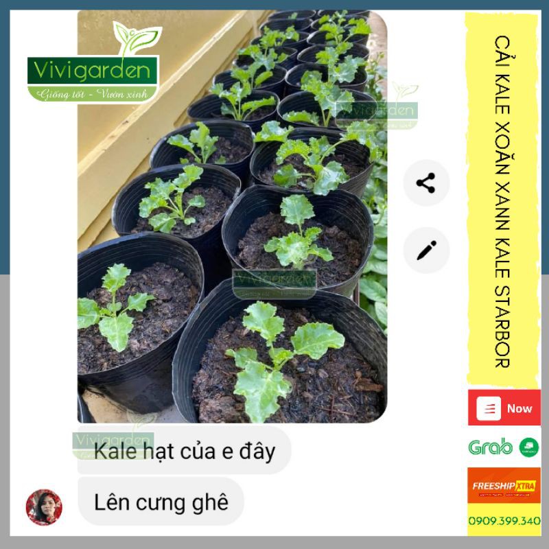 Hạt giống cải xoăn cải Kale Mỹ, kale Starbor hữu cơ chịu nhiệt tốt trồng quanh năm