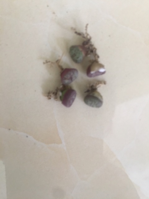 Cây conophytum obcordellum